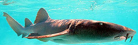 Ginglymostoma cirratum_04.jpg